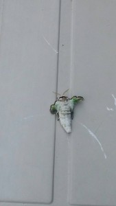 モスラ2